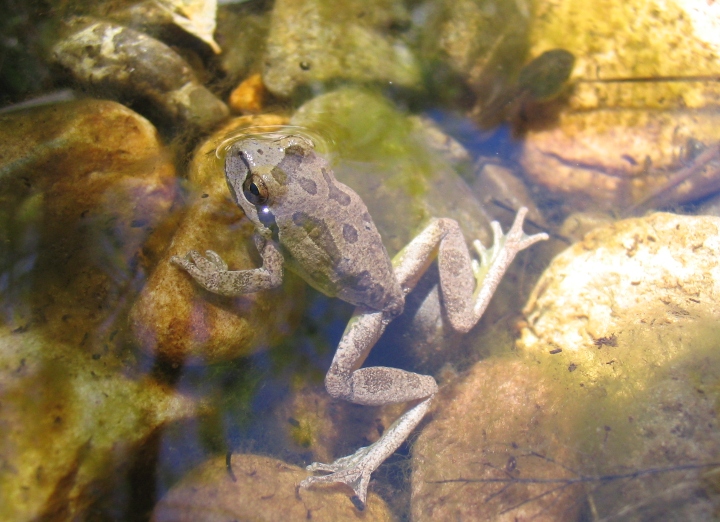 Pacific Treefrog